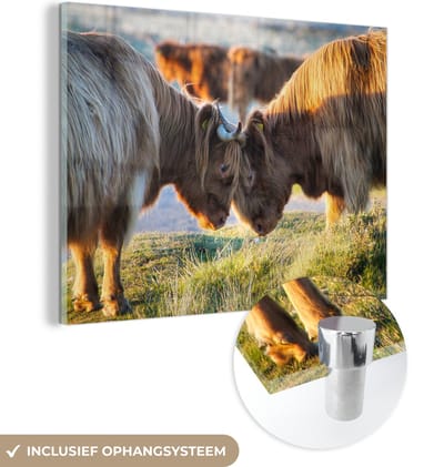 MuchoWow® Glasschilderij 120x90 cm - Schilderij acrylglas - Schotse Hooglanders - Dieren - Zon - Foto op glas - Schilderijen