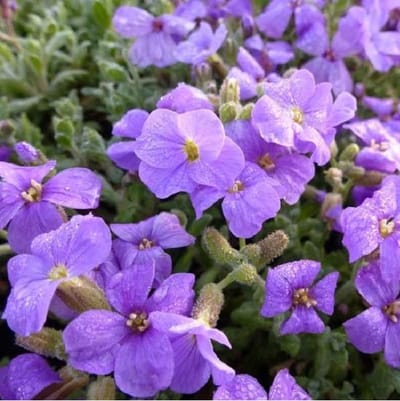 6 x Aubrieta 'Cascade Purple' - Randjesbloem Pot 9x9 cm - Paarsbloeiende Bodembedekker