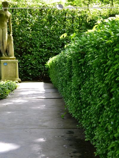 Laurier Prunus Novita 80-100 cm, 5x Haagplant