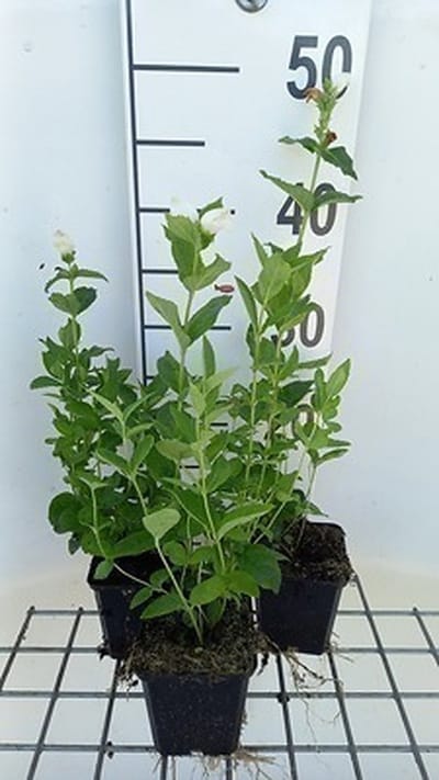 6x Schildpadbloem - Chelone obl. 'Alba' | 9x9 cm pot