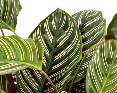 Calathea Ornata Sanderiana Ø27cm - 60