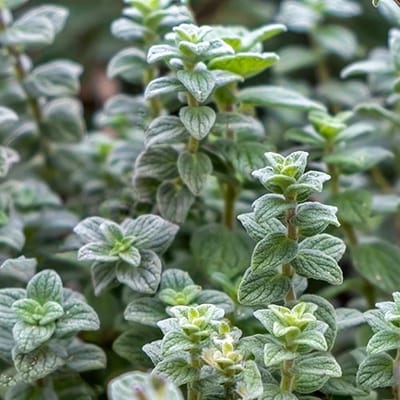 BIO kruiden zaden - Syrische Oregano