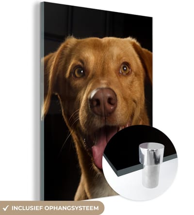 MuchoWow® Glasschilderij 120x160 cm - Schilderij acrylglas - Hond - Huisdieren - Portret - Foto op glas - Schilderijen