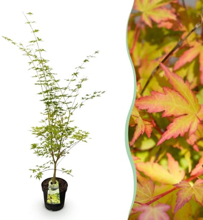 Green boutiQ - Tuinplant - Acer palmatum Sangokaku - Japanse Esdoorn - Bladverliezend - Groen - 1 - Pot 26cm - Hoogte 90cm