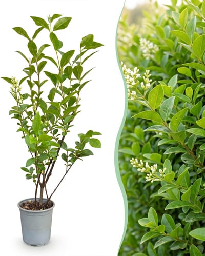 Green boutiQ - 16x Ligustrum ovalifolium - Gewone Liguster - Haagplanten - Groenblijvend - Groen - Pot 9cm - Hoogte 35-45cm