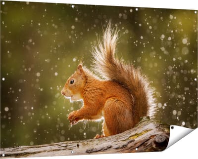 Gards Tuinposter Eekhoorn in de Regen - 150x100 cm - Tuindoek - Tuindecoratie - Wanddecoratie buiten - Tuinschilderij