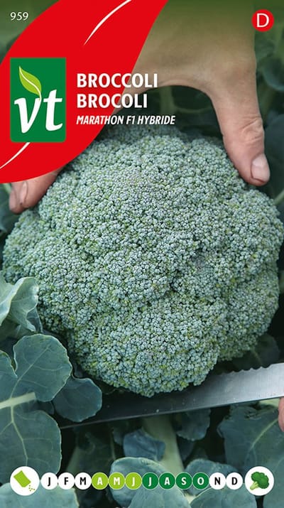 Broccoli Marathon F1 hybride zaden - Hoge opbrengst met F1-hybride kwaliteit