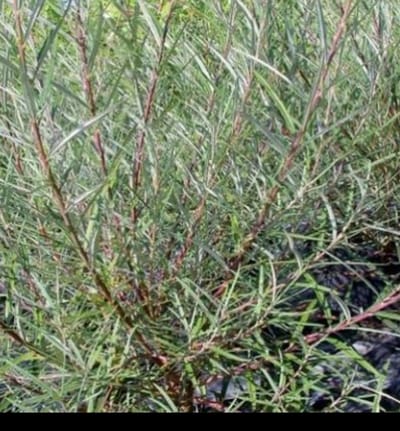 2 x Salix purp. 'Nana' ( 'gracilis') - Bittere Wilg, Dwergwilg 30- 40 cm in pot