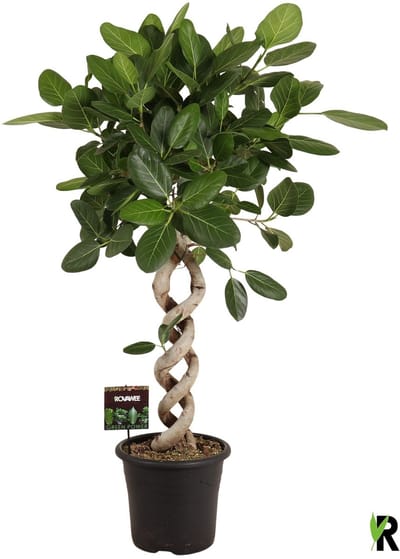 Ficus Benghalensis Audrey dubbel spiraal 140 cm – Kamerplant – Vers Van De Kweker – Potmaat Ø32 cm