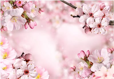 Fotobehangkoning - Behang - Vliesbehang - Fotobehang Kersenbloemen - Bloemen - Spring Cherry Blossom - 400 x 280 cm