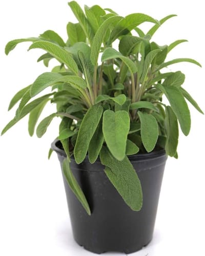 JUNAVERA Salie (Salvia officinalis) | 15 cm hoog | In 10 cm pot | Geurige, winterharde kruidenplant