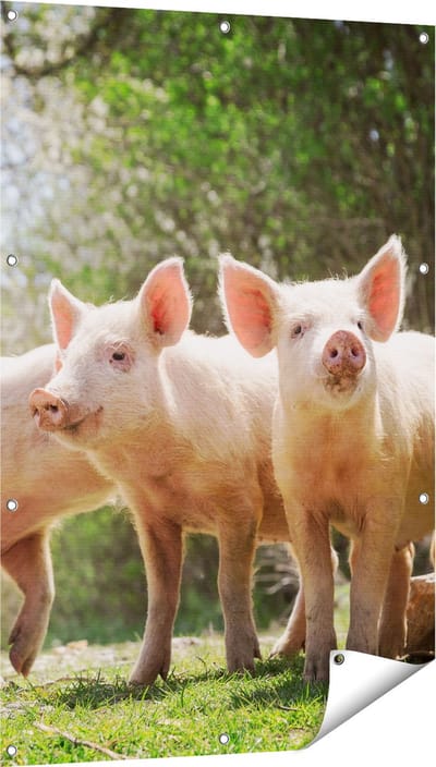 Gards Tuinposter Groep Jonge Varkens - 80x120 cm - Tuindoek - Tuindecoratie - Wanddecoratie buiten - Tuinschilderij