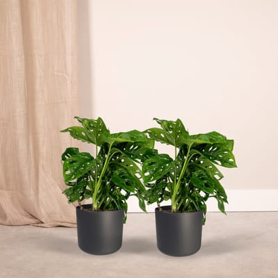 Plantenboetiek.nl | Monstera Monkey Leaf - Gatenplant | 2 stuks - Ø12cm - 30cm hoog - Kamerplant - Groenblijvend - Multideal
