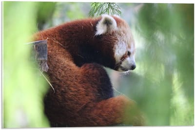 Acrylglas - Rode Panda in een Boom - 60x40cm Foto op Acrylglas (Wanddecoratie op Acrylglas)