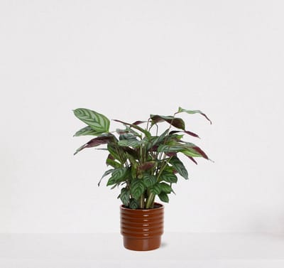 Calathea Compactstar in luxe sierpot Naemi Terra – luchtzuiverende kamerplant – pauwenplant – living plant - 35-45cm - Ø13 – geleverd met plantenpot – vers uit de kwekerij