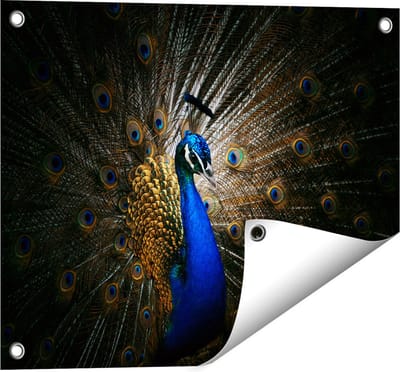 Gards Tuinposter Blauwe Pauw met Grote Veren - 50x40 cm - Tuindoek - Tuindecoratie - Wanddecoratie buiten - Tuinschilderij