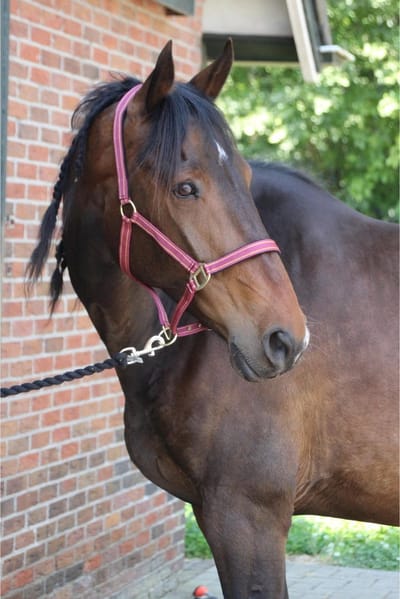 MHS Halster Chique Mini Jaarling Bruin / Goud