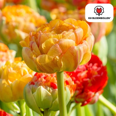 Tuinplantenshop.com | Tulpenbollen 'Gudoshnik Double' | 20 Stuks | Geel Oranje & Rode Dubbelbloemige Tulp - Ø5cm - 30-50cm hoog - Bloembol - Tuinplant