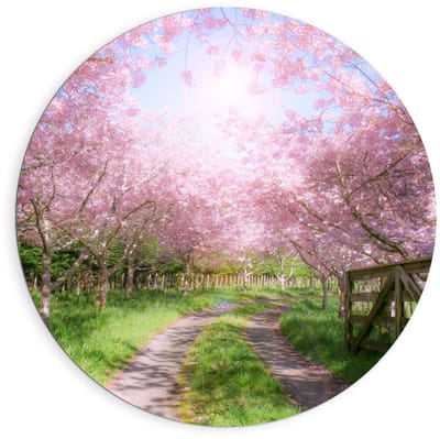 Dibond Wandcirkel - Zandpad tussen de Roze Bomen  - 90x90cm Foto op Aluminium Wandcirkel (met ophangsysteem)
