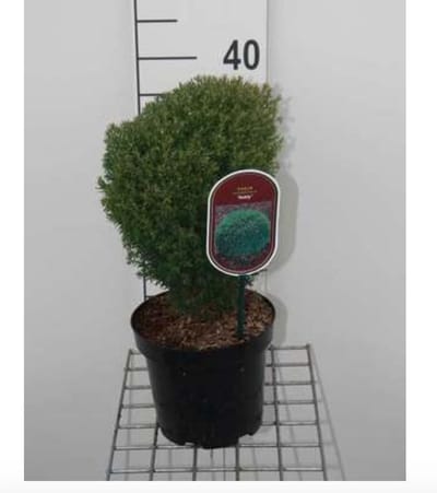 Thuja occidentalis 'Teddy' - Levensboom, Westerse Levensboom 20 - 25 cm in pot