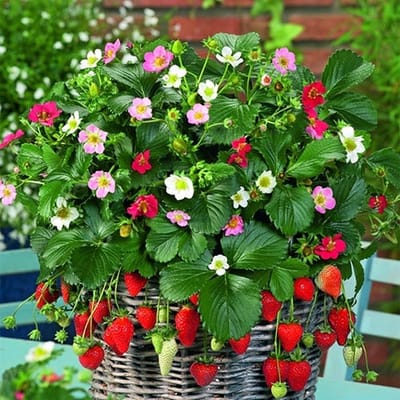 Aardbei zaden - Rainbow Treasure F1