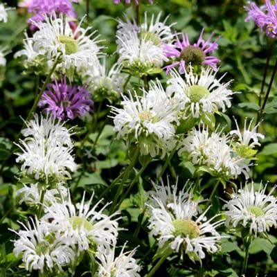 Monarda 'Schneewittchen' - Bergamotplant - Wortelgoed - 5 stuks