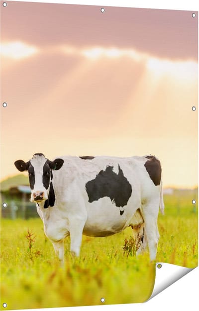 Gards Tuinposter Zwart Wit Koe in de Wei bij Zonsopkomst - 90x120 cm - Tuindoek - Tuindecoratie - Wanddecoratie buiten - Tuinschilderij