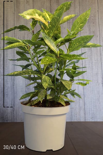 Plants Online - Haagplanten - Heesters - Japanse broodboom 'Variegata' - Pot 40+ cm - set van 10 - Langzame groeier - Vruchtdragend - Wintergroen