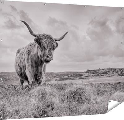 Gards Tuinposter Schotse Hooglander in de Wei - Zwart Wit - 150x120 cm - Tuindoek - Tuindecoratie - Wanddecoratie buiten - Tuinschilderij