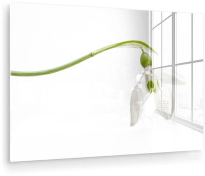 ® Glasschilderij 180x120 cm - Schilderij acrylglas - Studio shot van een sneeuwklokje - Foto op glas - Muurdecoratie woonkamer - Wanddecoratie slaapkamer - Schilderijen