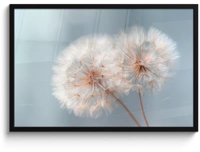 Poster in lijst - Fotolijst 90x60 cm - Posters - Paardenbloemen - Pluisjes - Wit - Posterlijst zwart - Decoratie - Wanddecoratie woonkamer - Muurdecoratie slaapkamer