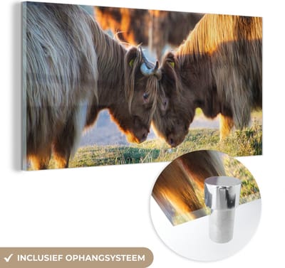 MuchoWow® Glasschilderij 40x20 cm - Schilderij acrylglas - Schotse Hooglanders - Dieren - Zon - Foto op glas - Schilderijen