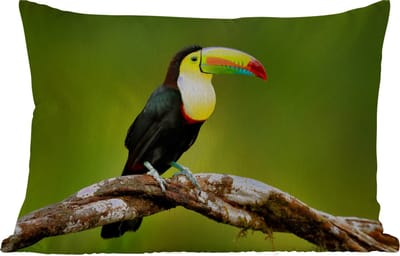 Buitenkussens - Tuin - Vogel - Toekan - Regenboog - Groen - Tak - 50x30 cm