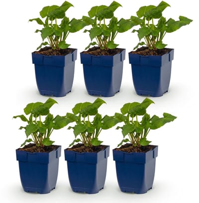 Green boutiQ - Vasteplant - Persicaria ampl. Alba - Duizendknoop - Schaduw - Wit - 6 Planten - Pot 11cm - Hoogte 15-25cm