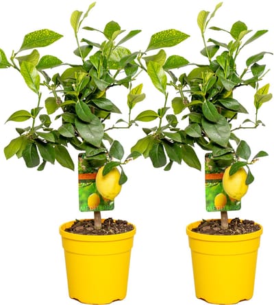 Bloomique - Set van 2 - Citrus Limon - Citroen - Citroenboom - Citrusboom - Fruitboom - Tuinplanten - Hoogte 50-70 cm - Pot 19 cm
