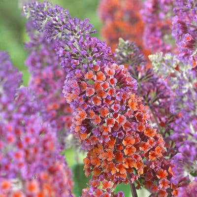 8 x Vlinderstruik Flower Power Rood|Paars|Oranje - Winterharde Bloeiende Sierheester - Buddleja weyeriana 'Flower Power' in C2(liter) pot met hoogte 20-40cm