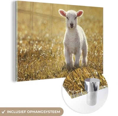 MuchoWow® Glasschilderij 30x20 cm - Schilderij acrylglas - Lam - Gras - Zon - Foto op glas - Schilderijen