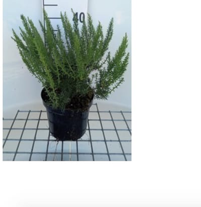 2 x Genista tinctoria - Heidebrem, Verfbrem 30- 40 cm in pot