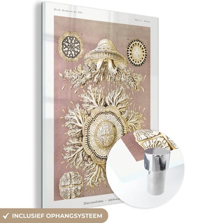 MuchoWow® Glasschilderij 30x40 cm - Schilderij acrylglas - Vintage - Ernst Haeckel - Kwal - Kunst - Foto op glas - Schilderijen