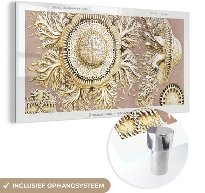 MuchoWow® Glasschilderij 40x20 cm - Schilderij acrylglas - Vintage - Ernst Haeckel - Kwal - Kunst - Foto op glas - Schilderijen