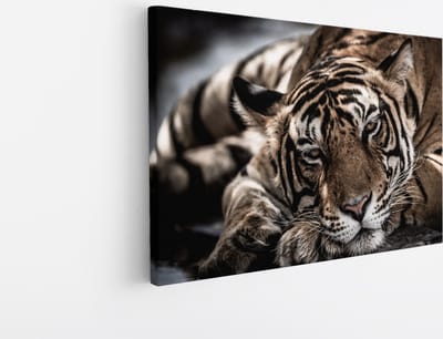 Saammp Canvas Schilderij - Slapende Tijger - Natuur - Dieren - 45x30 - Foto op canvas - Wanddecoratie - Muurdecoratie Woonkamer - Slaapkamer decoratie - Canvas Print