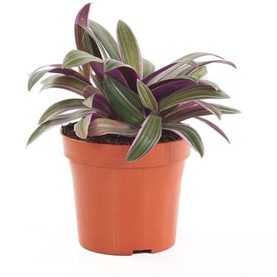 JUNAVERA Tradescantia spathacea 'Sitara' terrariumplant en kamerplant | 9 cm pot | 26 cm hoog
