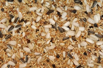 Vogelzaad voor grote parkieten | Gezonde voeding voor jouw parkiet - Grote parkietenzaad 2,5 kg - Overige zaden - Vogelzaad - Vogelvoer - Stanleyrosella (Platycercus icterotis)