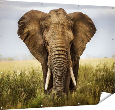 Gards Tuinposter Olifant in het Wild - Kleur - 150x120 cm - Tuindoek - Tuindecoratie - Wanddecoratie buiten - Tuinschilderij