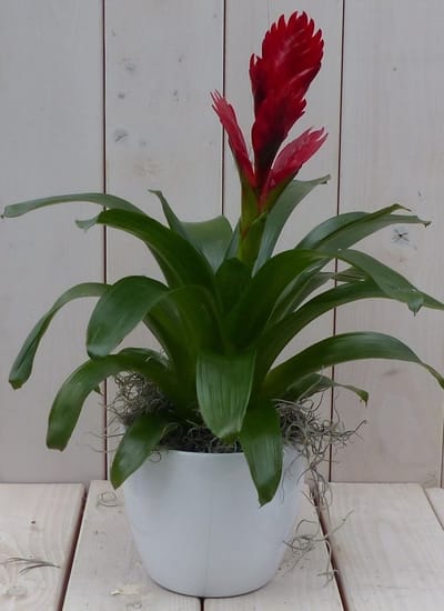 Bromelia witte pot 30 cm