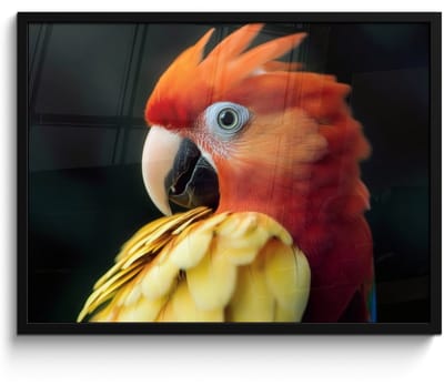 Poster in lijst - Fotolijst 70x50 cm - Posters - Close-up - Papegaai - Veren - Oranje - Posterlijst zwart - Decoratie - Wanddecoratie woonkamer - Muurdecoratie slaapkamer