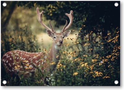 Hert in de herfst - Tuinposter 70x50 - Wanddecoratie - Dieren