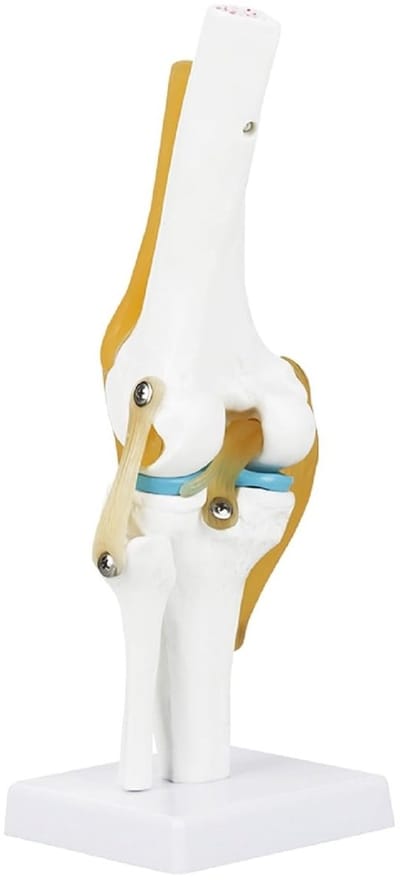 Levensgroot Menselijk Kniegewricht Model voor Anatomie Studie met Ligamenten en Skeletdetails