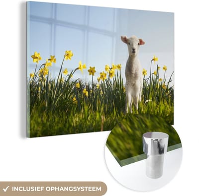 ® Glasschilderij 180x120 cm - Schilderij acrylglas - Lammetje tussen de gele bloemen - Foto op glas - Muurdecoratie woonkamer - Wanddecoratie slaapkamer - Schilderijen