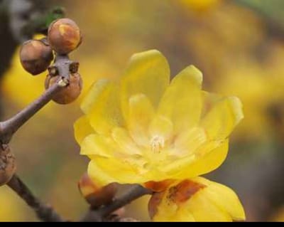 Chimonanthus praecox (fragrans) - Winterzoet 30- 40 cm in pot